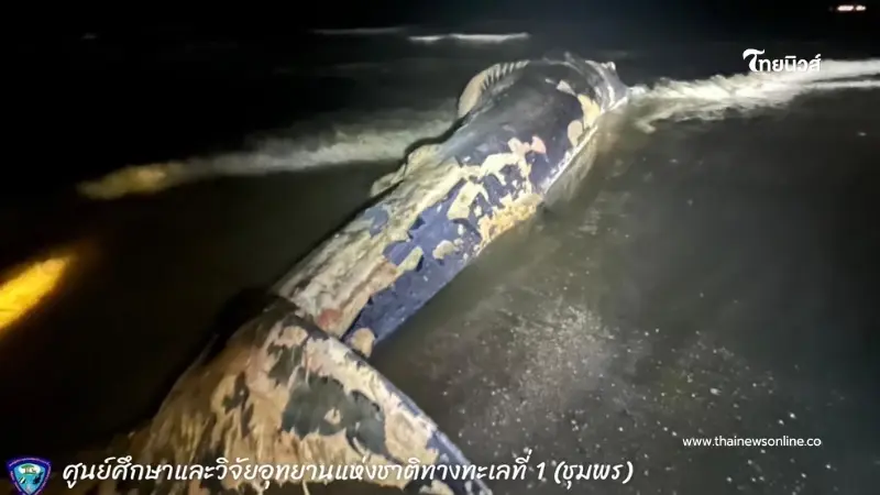 สูญเสีย "แม่พาฝัน" วาฬบรูด้า ยักษ์ใหญ่ท้องทะเล เกยตื้นที่ชุมพร สูญเสีย "แม่พาฝัน" วาฬบรูด้า ยักษ์ใหญ่ท้องทะเล เกยตื้นที่ชุมพร