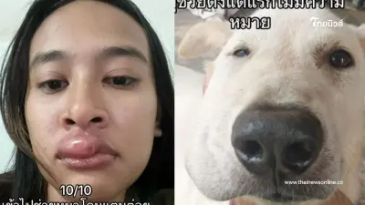 สาวรีวิว หลังช่วยน้องหมาโดนแตนต่อย สุดท้ายไม่รอด เห็นแล้วอดขำไม่ได้จริงๆ
