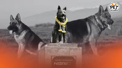 วีรบุรุษเอ็กซ์ K9 สุนัขตำรวจผู้กล้าหาญ