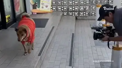 เจ้าหมูแดง จากตลาดย่าโมสู่พระเมตตา สุนัขผู้ซื่อสัตย์แห่งโคราช