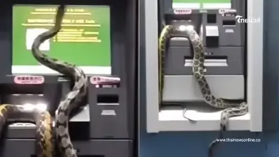 หนุ่มชะงักขาแข็ง กำลังจะไปกดเงินใน ตู้ ATM เจอเจ้าถิ่นเลื้อยไปมา หนุ่มชะงักขาแข็ง กำลังจะไปกดเงินใน ตู้ ATM เจอเจ้าถิ่นเลื้อยไปมา