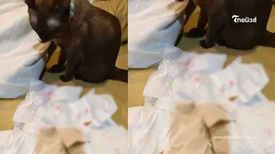 ขนาดแมวยังแย่ ฝุ่น PM 2.5 ไม่ได้กระทบแค่คน แมวยังจามเป็นเลือด