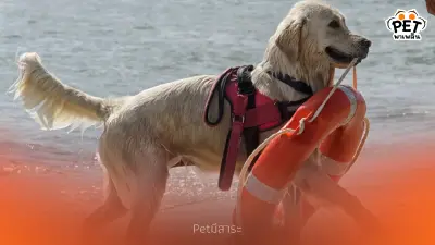 สุนัขกู้ภัย ฮีโร่สี่ขาผู้เสียสละเพื่อผู้อื่น