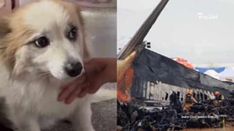 น้องหมารอเจ้าของทุกวัน ไม่รู้ 9 ชีวิตไม่กลับมาอีกแล้ว เพราะเกิดโศกนาฏกรรม น้องหมารอเจ้าของทุกวัน ไม่รู้ 9 ชีวิตไม่กลับมาอีกแล้ว เพราะเกิดโศกนาฏกรรม