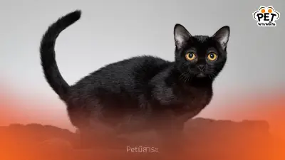 แมวบอมเบย์ เสือดำตัวน้อยในบ้านของคุณ