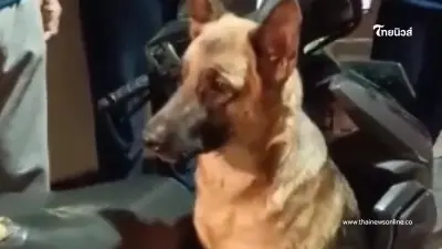 สุนัขรอเจ้าของนาน 8 ชม. ไม่รู้ตัวว่าโดนทิ้ง เห็นสายพันธุ์แล้วกล้าทิ้งได้ไง