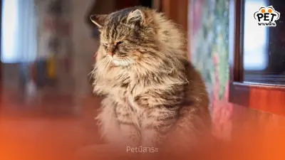 ใครว่าแมวกลัวหนาว! สายพันธุ์แมวที่ชอบความเย็น