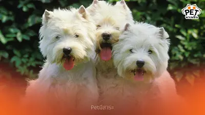 นิสัยน่ารักของเจ้า เวสต์ ไฮแลนด์ ไวท์ เทอร์เรีย