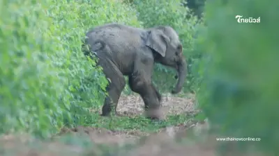 ระทึก ช่วยลูกช้างป่าถูกบ่วงสลิง แม่เฝ้าไม่ห่าง ก่อนจบลงด้วยภาพสุดประทับใจ