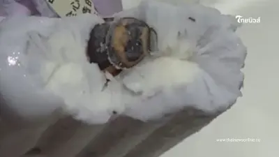 ซื้อไอศกรีมมากิน กัดคำแรกนึกว่าเจอถั่วดำ กัดอีกคำรีบคายทิ้ง มาทั้งตัวเลย