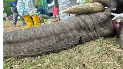 เจ้าของไร่อ้อย ถูกแจ้งจับกรณีใช้กระแสไฟฟ้าช็อต "เจ้างาเดี่ยว" สิ้นใจ