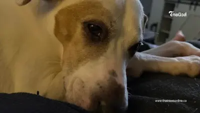 หนุ่มรับเลี้ยงสุนัข ผ่านไป 8 ปีน้องป่วย X-ray เจอความลับอันน่าตกใจ