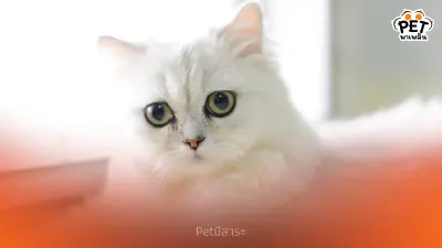 นิสัยของแมวชินชิล่า เพื่อนซี้ที่เงียบสงบและซื่อสัตย์