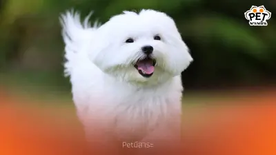 นิสัยน่ารักของน้องหมาพันธุ์ "มอลทีส"
