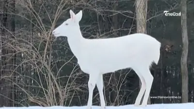 สาวบังเอิญเห็นสัตว์หายากสีขาวโผล่ข้างทาง ชาวเน็ตบอกใครได้เจอแล้วจะโชคดี