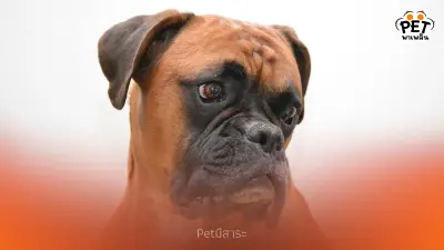 สุนัขบ็อกเซอร์ เพื่อนซื่อสัตย์ ผู้มีพลังงานเหลือล้น