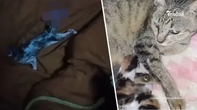 หลวงพี่เหลือจะเชื่อ แมวคลอดลูกบนตัก ชาวเน็ตเชื่อมาให้โชค