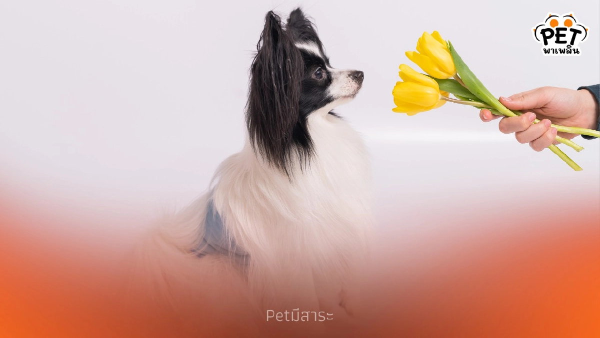 .กลิ่นไม่พึงประสงค์ที่สุนัขไม่ชอบ พร้อมวิธีหลีกเลี่ยง
.