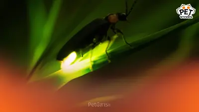 หิ่งห้อย แมลงเรืองแสงมหัศจรรย์ ไขความลับของแสงธรรมชาติ