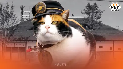 เรื่องราวของโกทามะ นายสถานีแมวชื่อดัง แมวสามสีแห่งสถานีคิชิ