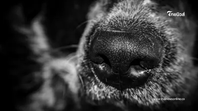 ลูกสาวทิ้งแม่สมองเสื่อมไว้ที่บ้าน โดนสุนัขที่เลี้ยงไว้รุมขย้ำ