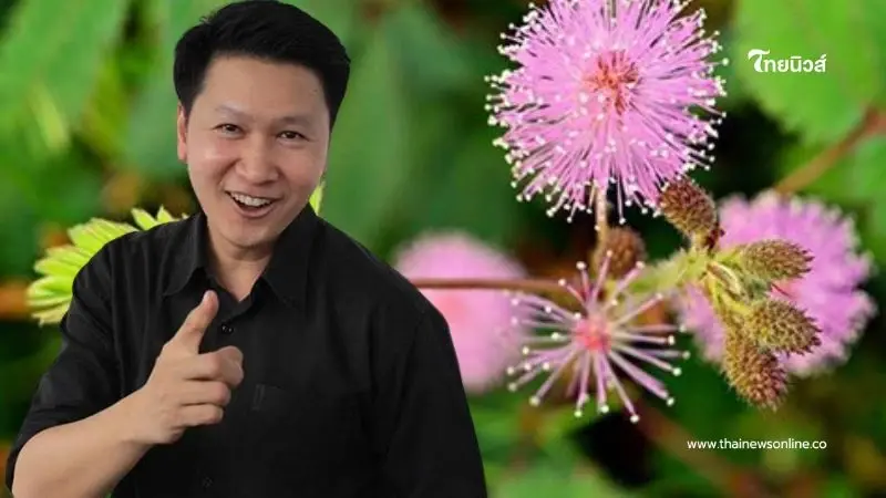 อ.เจษฎ์ ตอบชัด "ปลูกไมยราบ" เตือนแผ่นดินไหว ได้จริงหรือไม่
