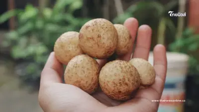 กินลำไยแล้วปวดหัว ร้อนใน เกิดจากอะไร? พร้อมวิธีรับมืออาการ