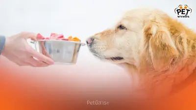 "รสชาติอาหารที่หมาชอบที่สุด! เคล็ดลับเลือกอาหารให้น้องหมา"