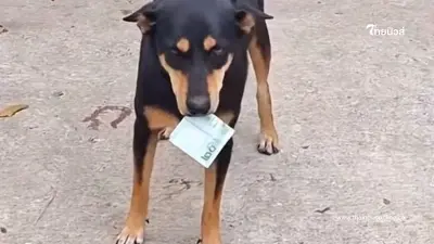 ฮือฮา เจ้าตูบแสนรู้ คาบแบงก์ 20 กลับบ้าน ชาวเน็ตแห่ส่องเลขเด็ด