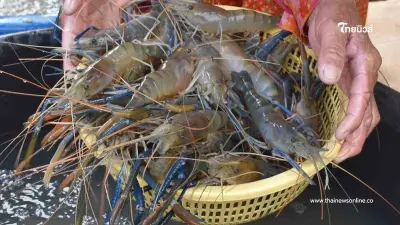 "เลี้ยงกุ้งก้ามกรามในนาข้าว" สร้างรายได้ไม่พัก รวยสองเด้ง "เลี้ยงกุ้งก้ามกรามในนาข้าว" สร้างรายได้ไม่พัก รวยสองเด้ง