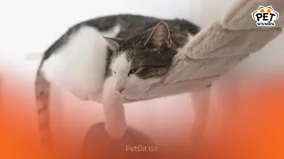 ทำความเข้าใจพฤติกรรมของแมว ว่าพวกเขาคิดอะไรกันแน่นะ?