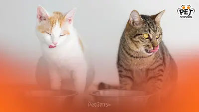 5 อาหารที่แมวไม่ควรกิน หลีกเลี่ยงเพื่อสุขภาพที่ดีของเจ้าเหมียว