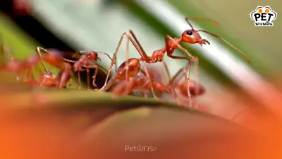 ทำไมมดถึงกัดเรา? สาเหตุของมดกัดและวิธีป้องกันอย่างปลอดภัย