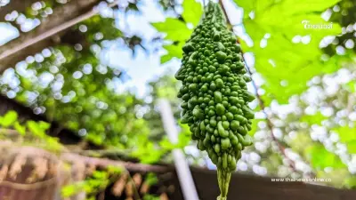 4 ผักพื้นบ้านใกล้ตัว ช่วยลดความร้อนในตับ หาได้ที่ประเทศไทย