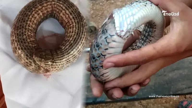 ขนลุก ช่างหนุ่มพะเยา ฝันประหลาด เช้ามาเจองูกินหาง ก่อนเผยเลขบ้าน ขนลุก ช่างหนุ่มพะเยา ฝันประหลาด เช้ามาเจองูกินหาง ก่อนเผยเลขบ้าน