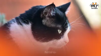 การเลี้ยงแมว เพื่อนรักที่เติมเต็มความสุขให้กับชีวิต