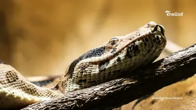 หญิงวัย 66 ปีหายตัวปริศนา ลูกชายเจออีกทีกลายร่างเป็นงูไปแล้ว