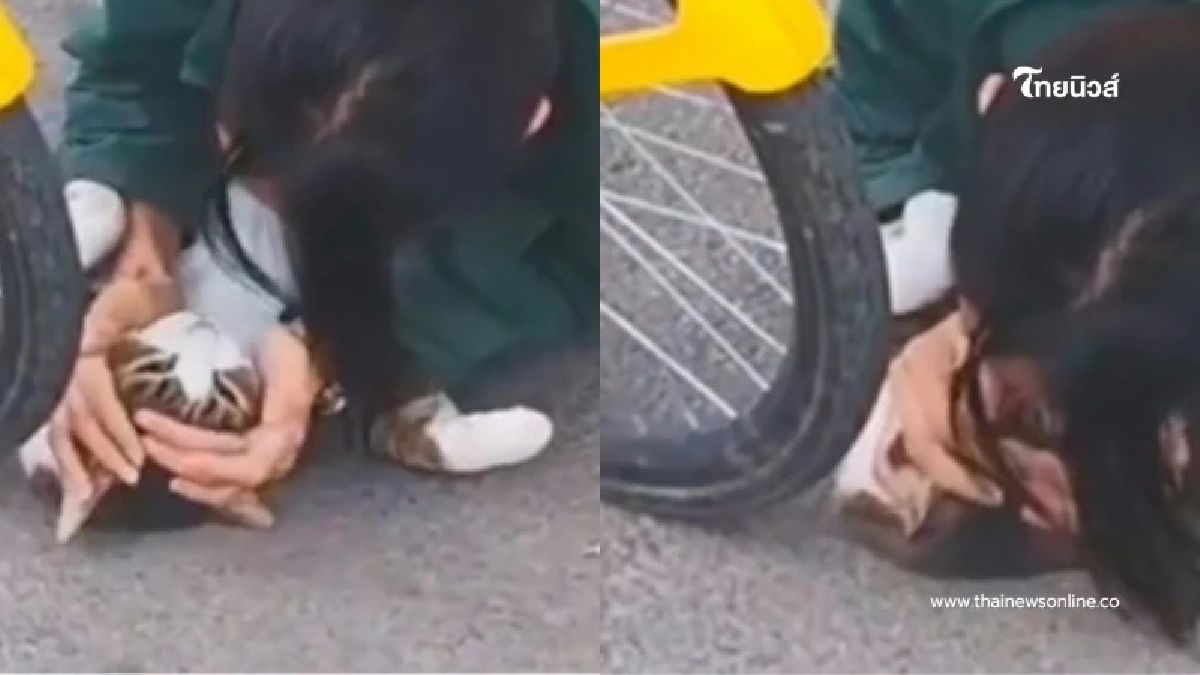 แมวจรโดนชนนอนแน่นิ่ง หมอสาวเห็นพอดี รีบทำ CPR ชาวเน็ตลุ้นรอดมั้ย แมวจรโดนชนนอนแน่นิ่ง หมอสาวเห็นพอดี รีบทำ CPR ชาวเน็ตลุ้นรอดมั้ย