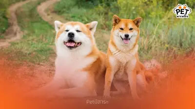 ชิบะ กับ อะกิตะ เปรียบเทียบสุนัขสายพันธุ์ญี่ปุ่นยอดนิยม
