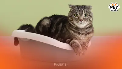 แมวอึแล้วไม่กลบ พฤติกรรมที่เจ้าของต้องรู้ พร้อมวิธีรับมือ