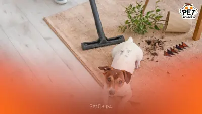 เลี้ยงสัตว์ยังไงให้บ้านไม่พัง? เคล็ดลับจัดบ้านแบบ Pet-Friendly เลี้ยงสัตว์ยังไงให้บ้านไม่พัง? เคล็ดลับจัดบ้านแบบ Pet-Friendly