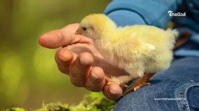 ชายชราสั่งลูกไก่ ลูกเห็นจำนวนแล้วรีบโทรหาร้าน ก่อนได้ยินคำตอบ