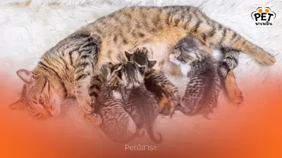 รู้ก่อนสาย! ท้องลมแมวดูยังไง อาการบอกโรคที่เจ้าของแมวต้องระวัง รู้ก่อนสาย! ท้องลมแมวดูยังไง อาการบอกโรคที่เจ้าของแมวต้องระวัง