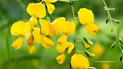 "ดอกโสน" พืชพื้นบ้านสีเหลืองสด หาง่าย กินอร่อย แถมมากคุณค่า
