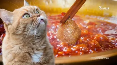 แมวส้มร่วงใส่หม้อไฟ โดนลวก 9 คน ต้นเหตุสาหัส เห็นค่ารักษามีสะดุ้ง