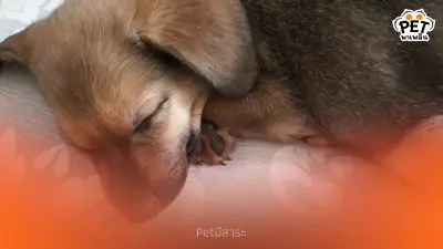 เผยความลับ! สัตว์เลี้ยงฝันถึงอะไร และฝันถึงเจ้าของจริงไหม?