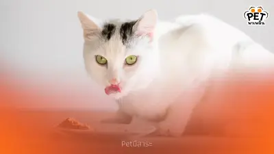 ทำไมแมวถึงชอบกินอาหารคนเดียว? 5 เหตุผลที่เจ้าของควรรู้