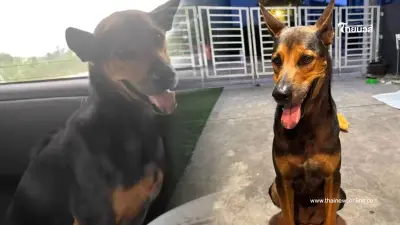 "น้องสนิม" หมาถูกทิ้ง วิ่งเกาะประตูรถกลางสี่แยก ได้บ้านใหม่แล้ว