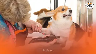 5 ความเข้าใจผิดเรื่องของสุนัข ที่เจ้าของมือใหม่ต้องรู้