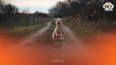 หมา Introvert รู้จักนิสัยสุนัขชอบความสงบมากกว่าความวุ่นวาย